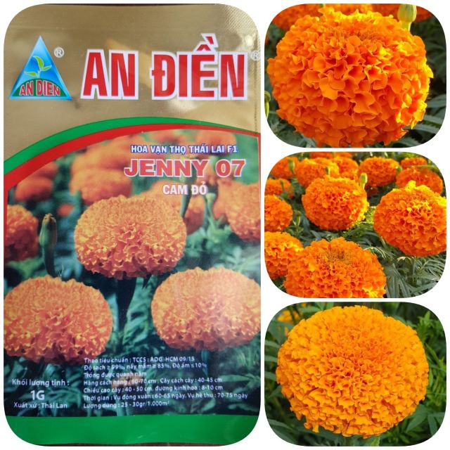 Hoa cúc vạn thọ Jenny