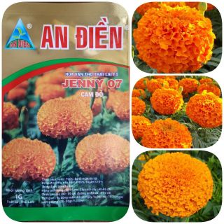 Hoa cúc vạn thọ Jenny