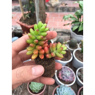 combo 2 Sen đá mini , sen vỉ giá rẻ ( Giao ngẫu nhiên )