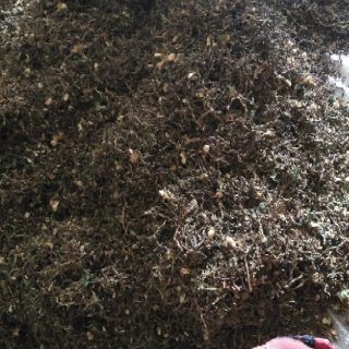 10KG TRÀ SƠN MẬT HỒNG SÂM SAPA