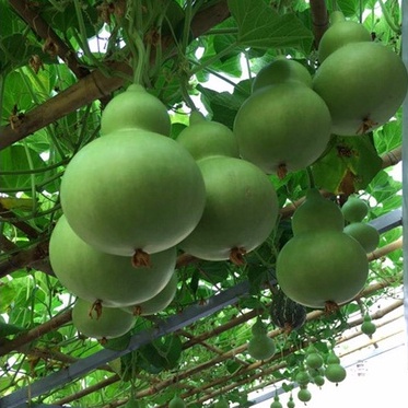 Hạt giống bầu hồ lô cao sản 20 hạt - siêu quả - quả xanh bóng vị ngọt - trồng quanh năm - thu hoạch sau 40 ngày