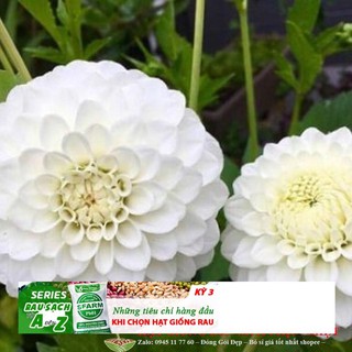 Hạt giống hoa thược dược tổ ong (20->30 Hạt) ĐẾN MÙA TRỒNG TẾT