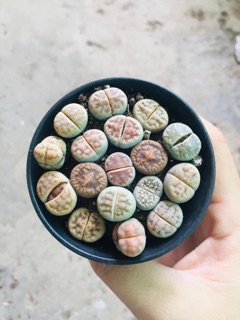 XƯƠNG RỒNG THẠCH LAN