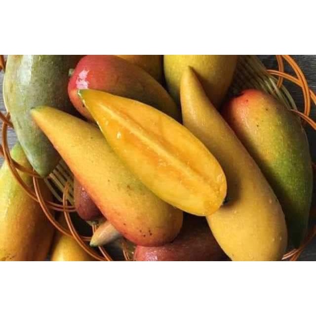 Cây giống xoài ớt tí hon