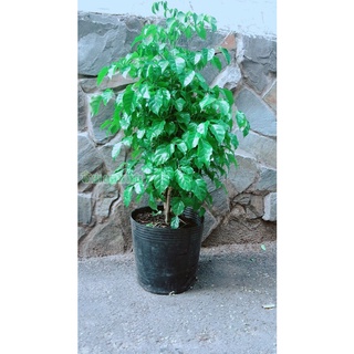 Cây hạnh phúc lớn