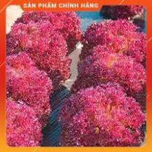 HẠT GIỐNG RAU XÀ LÁCH XOĂN TÍM GÓI 2 GRAM