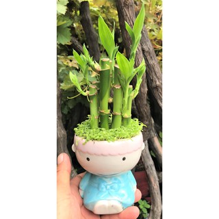 Chậu sứ trúc Phú Quý cỏ may mắn