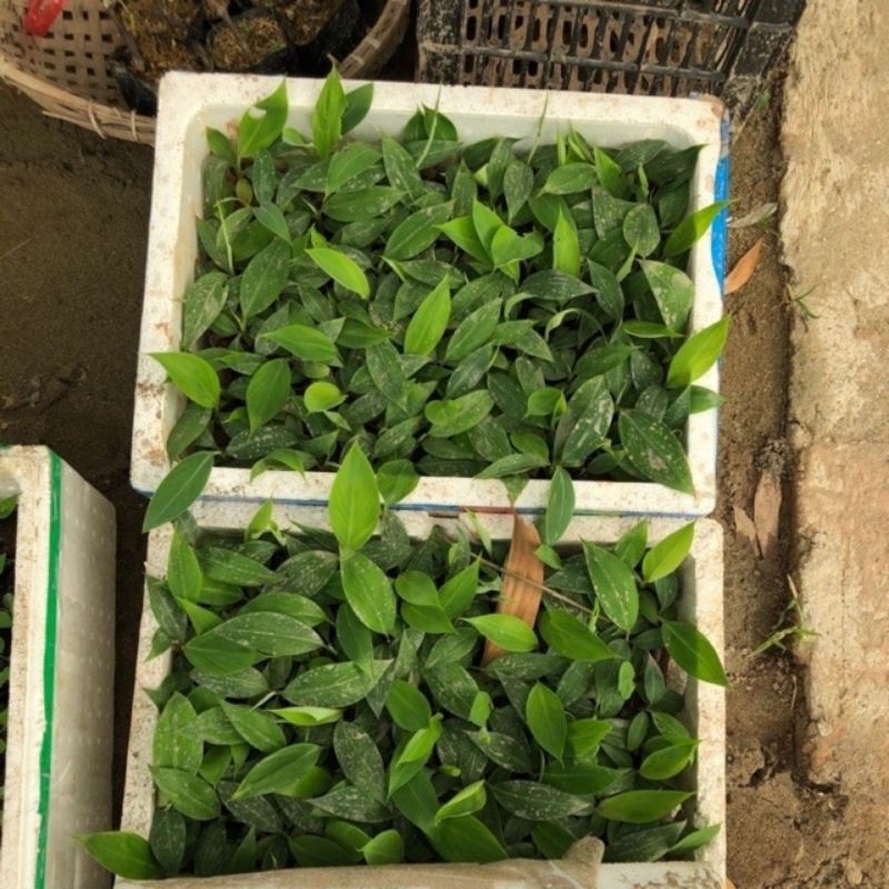 COMBO 3 CÂY CHUỐI TIÊU HỒNG CẤY MÔ