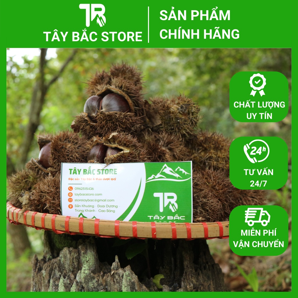 Hạt Dẻ Trùng Khánh (Cơm Vàng) Hạt Dẻ Sống Túi 1 Kg Gửi Từ Cao Bằng (Chưa Khứa)
