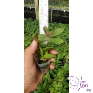 Lan Giả Hạc Hồng Mỹ nhân