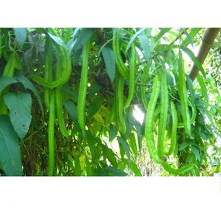 Hạt giống đậu rồng cao sản giòn, ngọt 10gr