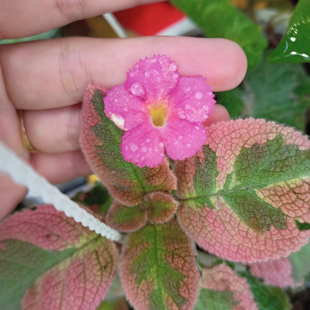 Episcia Picasso Variegated plant - Cây giống ấm kiếm, gấm var tricolor - cho người mệnh thổ, hoả