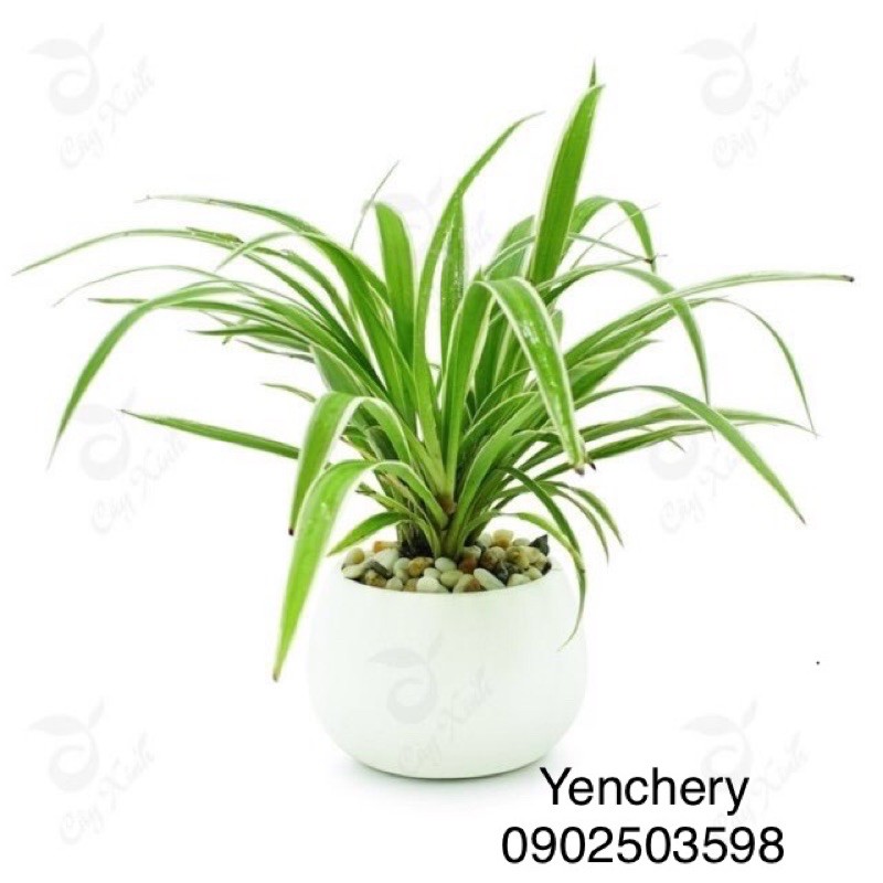 🌴 Cây lan phát tài + chậu sứ + soải