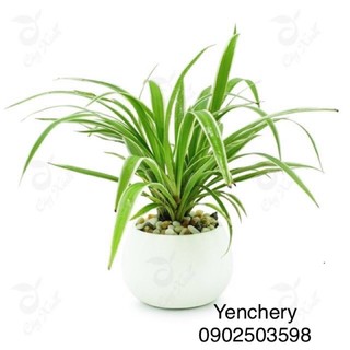 🌴 Cây lan phát tài + chậu sứ + soải