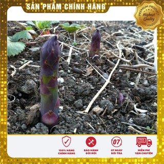 Hạt Giống Măng Tây Tím 10 hạt