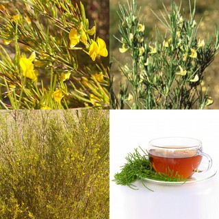 Hồng Trà Nam Phi (Trà Rooibos Đỏ)