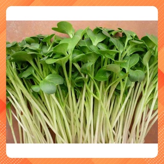 Hạt giống rau mầm củ cải trắng 100gr