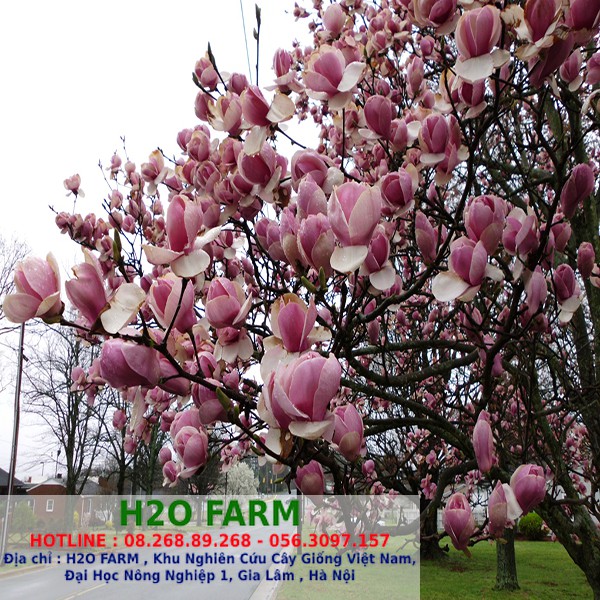 Cây hoa mộc lan, hoa mộc lan, cây mộc lan giống - Hoangphatgarden