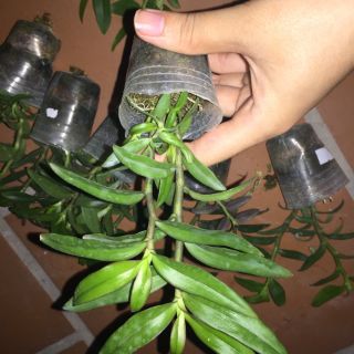 PHI ĐIỆP RỒNG LỬA ( Cây Giống )