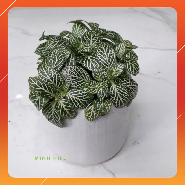 Cây Cẩm Nhung Xanh