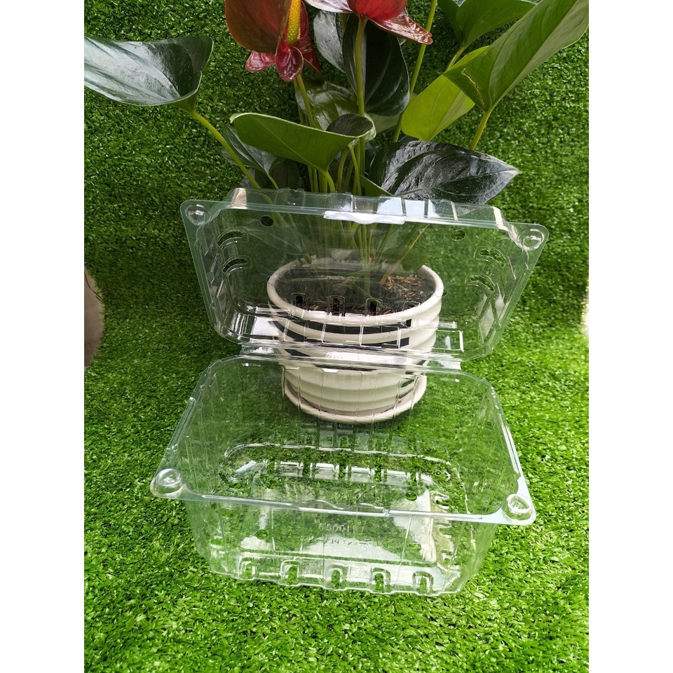 com bo 10 Hộp nhựa P1000B đựng trái cây, cherry, nho - Hộp đựng trái cây 1kg_bao bì shop