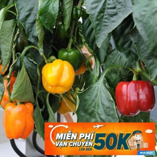 10 Hạt giống Ớt chuông mix