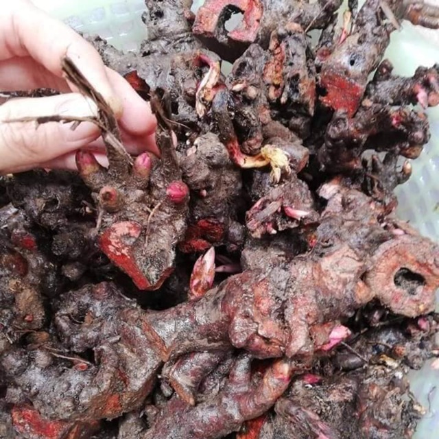 Củ mẫu đơn sỉ