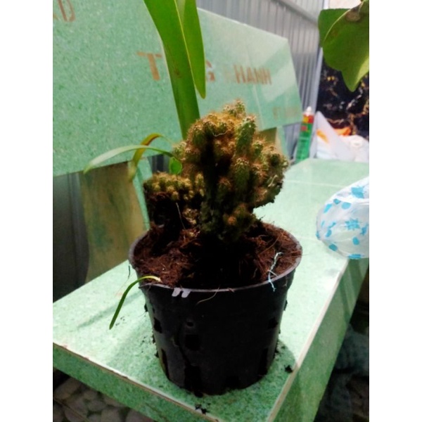 Xương rồng núi vàng