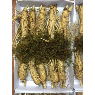 SÂM TƯƠI HÀN QUỐC 10 CỦ 1 KG