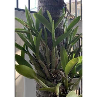 Lan rừng ( lan ống điếu)