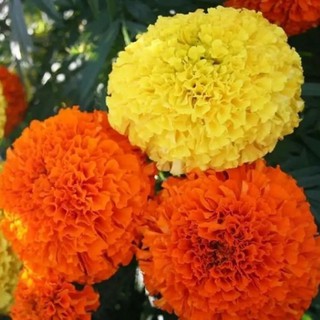Hạt Hoa VẠN THỌ 2 Màu M-01 - Gói 1 gram