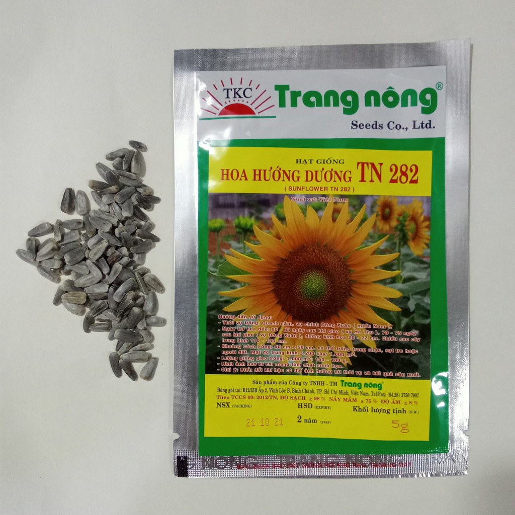 125 hạt giống HOA HƯỚNG DƯƠNG trồng đón tết