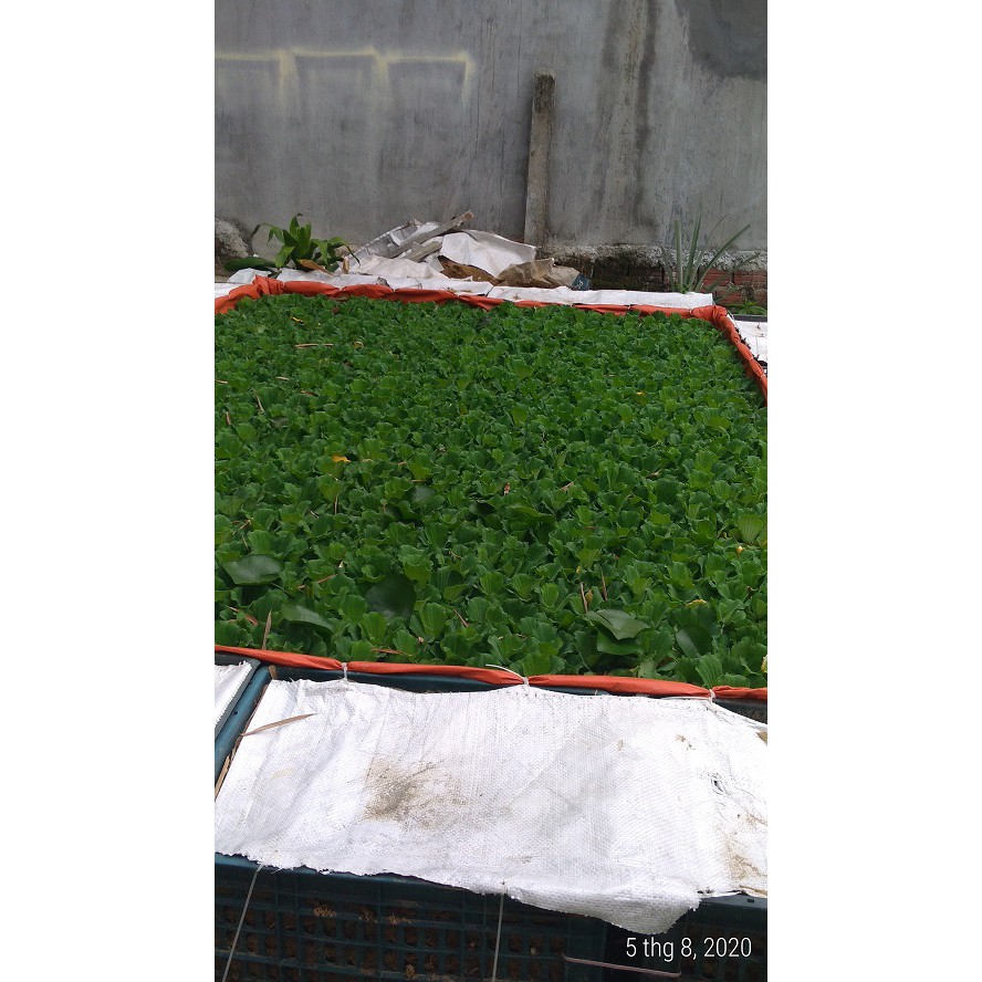 Bèo cái - Cây thủy sinh