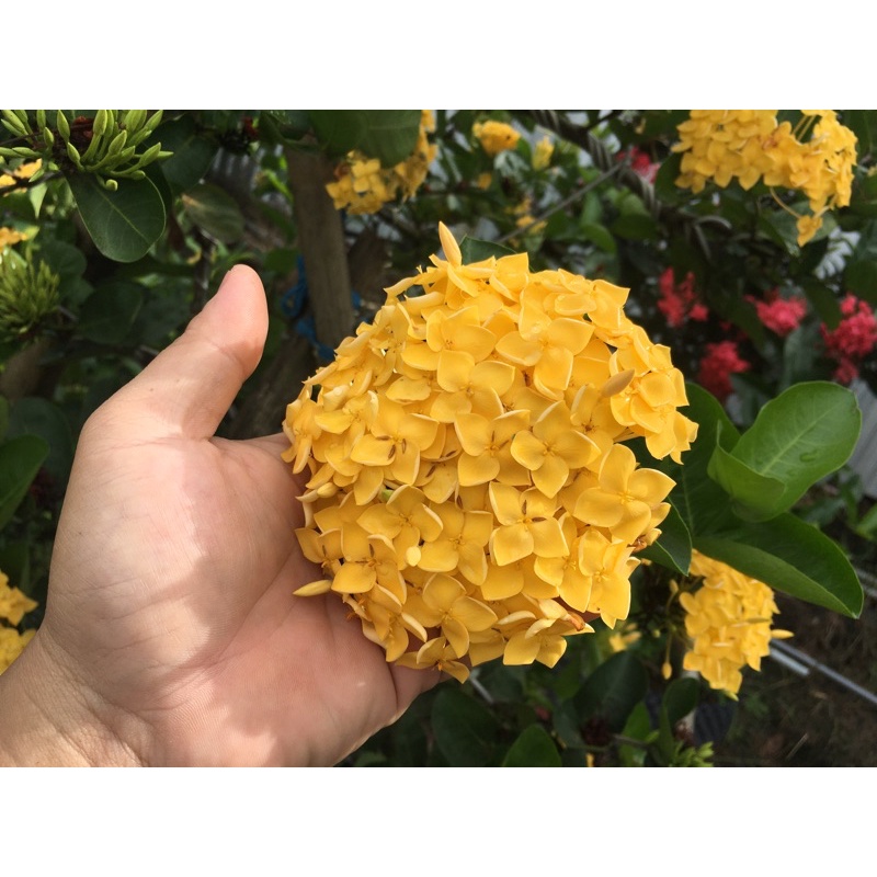 Bông Trang Vàng Pháp (Cây Giống)