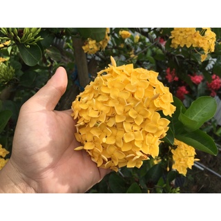 Bông Trang Vàng Pháp (Cây Giống)