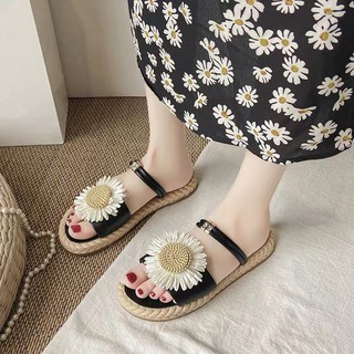 Sandan hoa cúc đế cói- Siêu cute