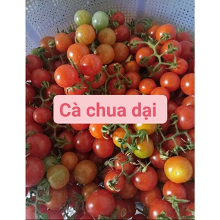 20 Hạt giống cà chua bi rừng ( cà chua bi dại )