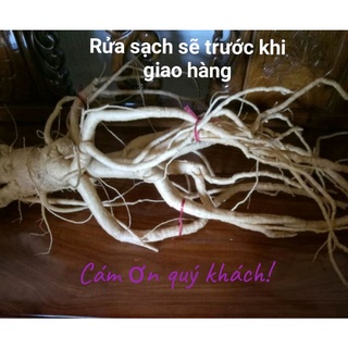 Củ đinh lăng nếp 2 - 5kg