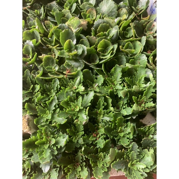 Sống đời kép siêu đẹp