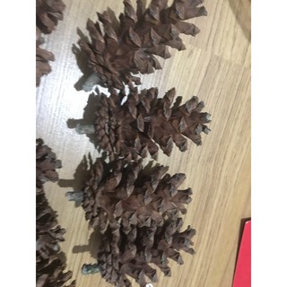 Quả thông khô size 2-4cm
