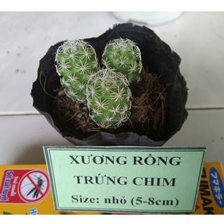 Xương rồng trứng chim - size nhỏ (5-8cm)