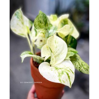 Trầu Bà | Pothos Manjula
