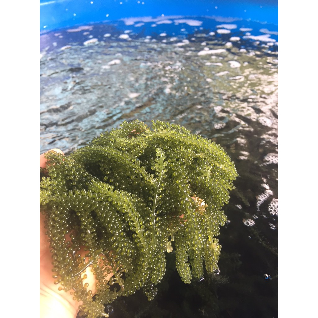 [Freeship]Kèm 03 sot me - 1Kg Rong nho tách nước Khánh Hòa | BigBuy360 - bigbuy360.vn