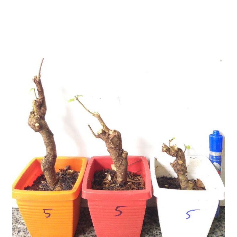 Mai Chiếu thủy gốc quái