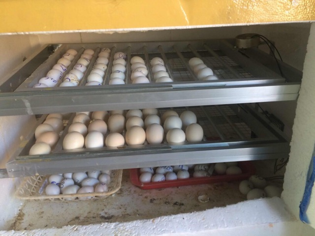 Máy ấp Trứng Ánh Dương Đảo Tự Động 112 Trứng khay nhôm đảo lăn
