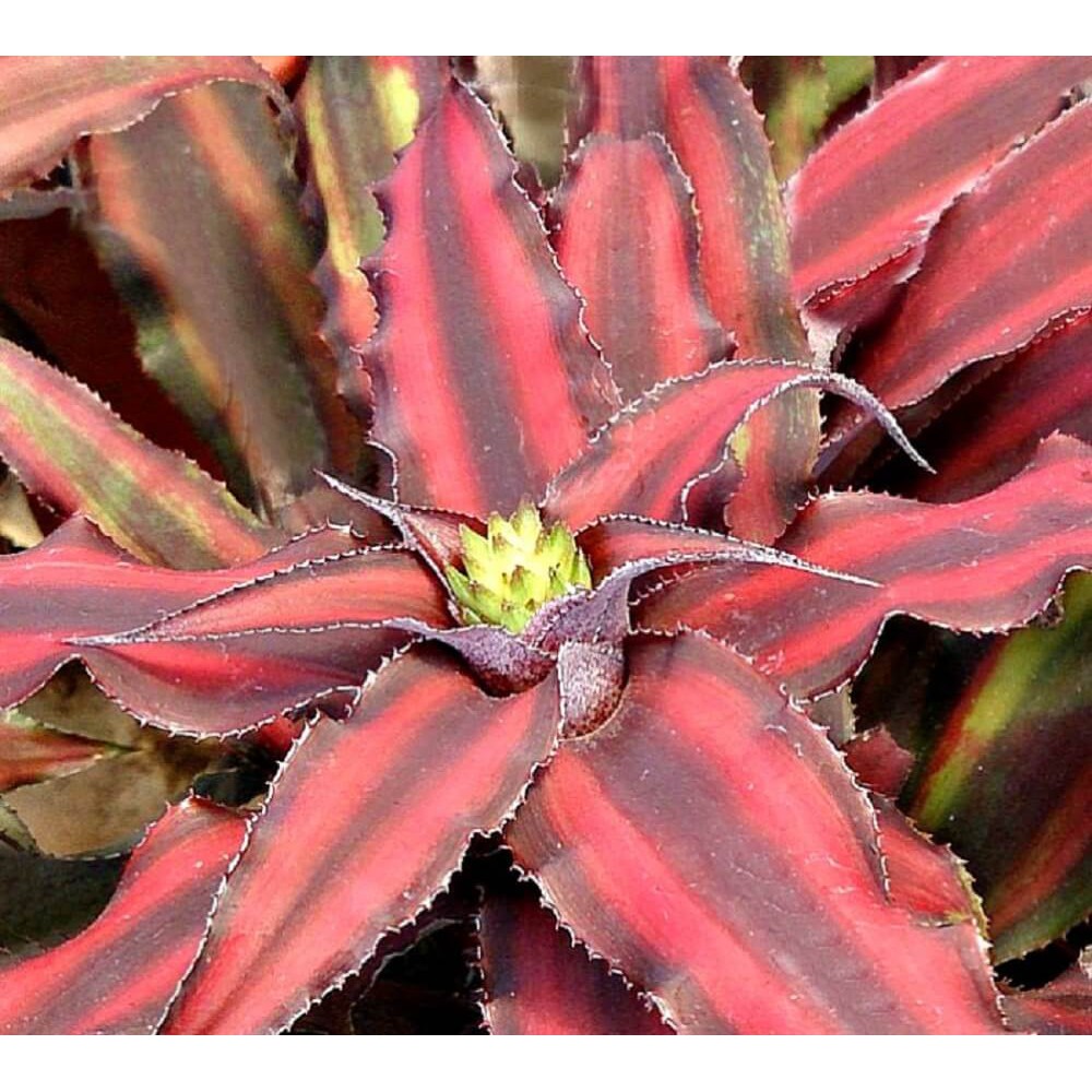 Cây Cryptanthus bivittatus Red Star (Dứa Cảnh Sao Đỏ) chậu nhựa