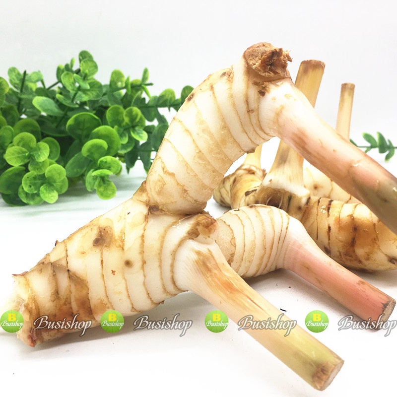 Bột củ riềng nguyên chất - Taphaco