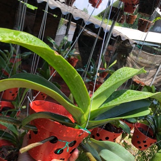 Đai trâu rừng mít lá xếp