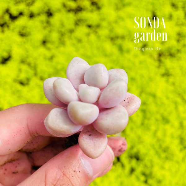 Sen đá sỏi hường SONDA GARDEN size mini 2.5-4cm, xuất xứ Đà Lạt, khoẻ đẹp, lỗi 1 đổi 1