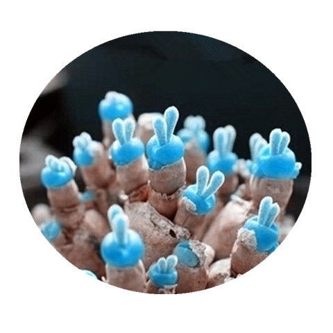 Hạt giống sen đá tai thỏ mini siêu giống hồng ngọc tỷ lệ nảy mầm 90% 60h